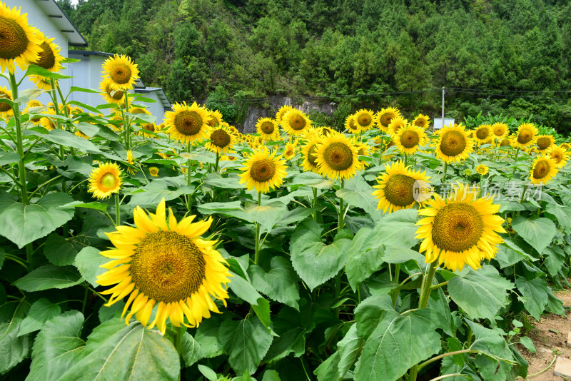 美丽田野田园太阳花葵花花朵向日葵