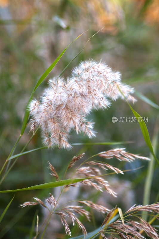 秋季田野里的芦苇花