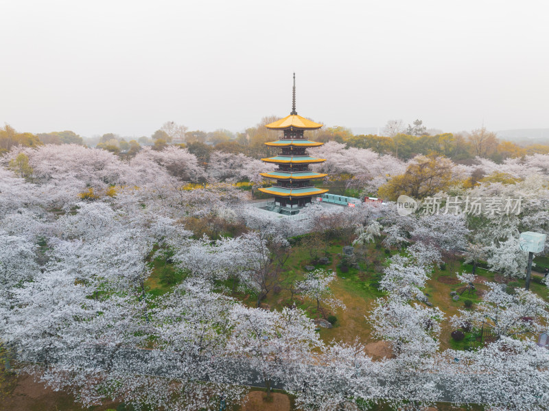 武汉东湖磨山樱花园樱花盛开