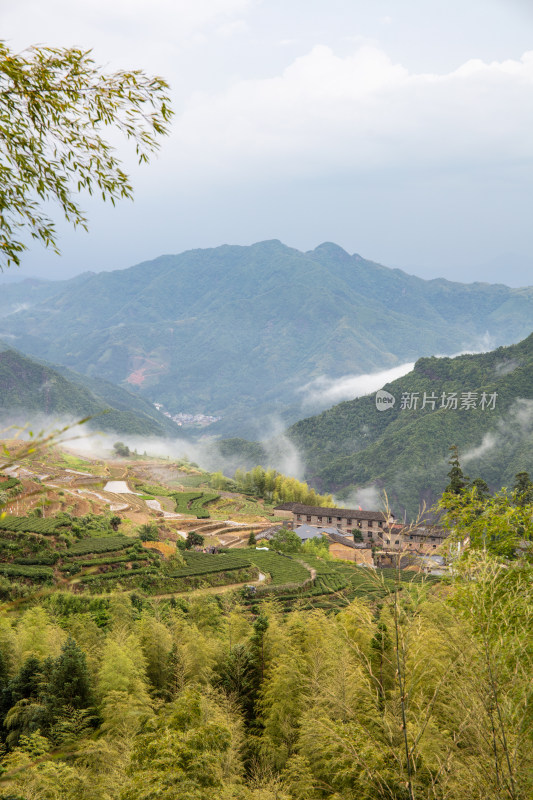 山间林海