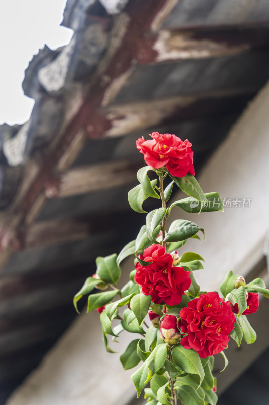 耦园盛开的大红色山茶花，白墙，石窗，屋檐