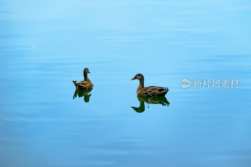 杭州西湖中的水鸭子特写