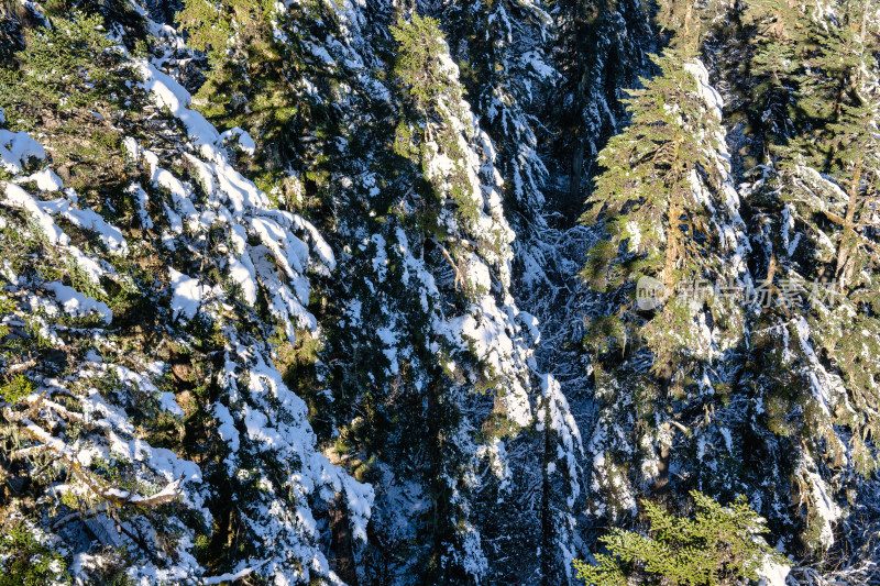 四川甘孜海螺沟冬季森林植被的雪景