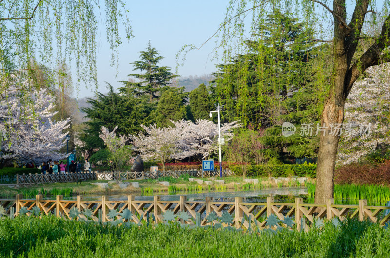 青岛中山公园春季风光