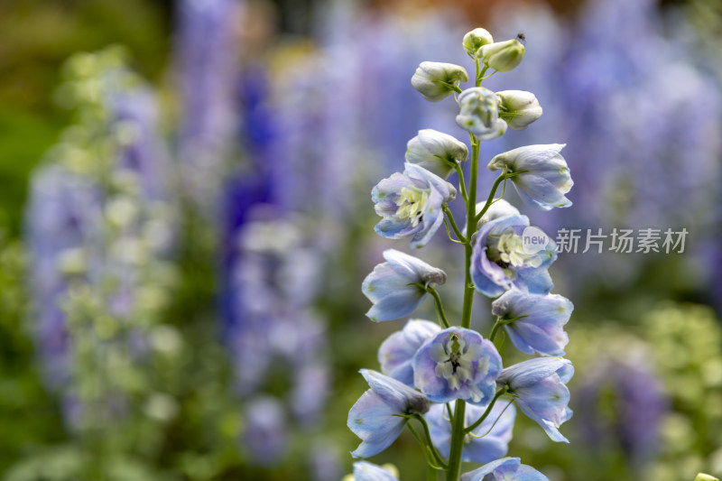 清明踏青虞美人花卉