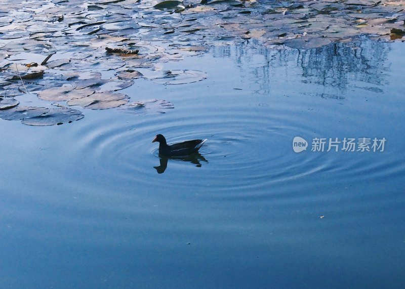 一只水鸟在布满浮萍的水面上游动