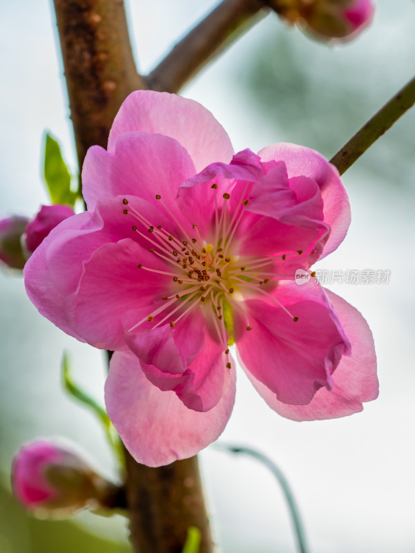 春天的桃花开花特写