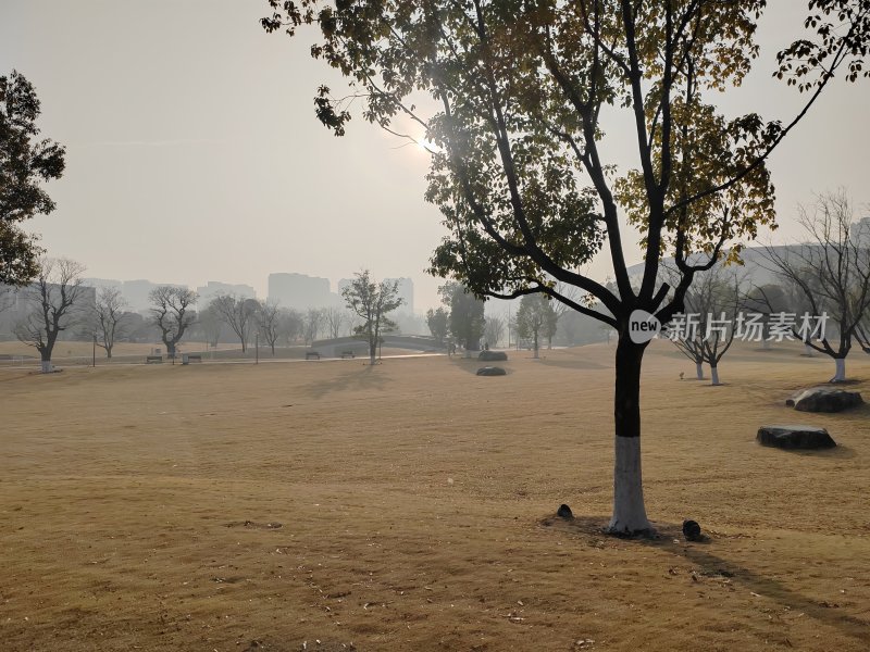 空旷草地中的树木风景