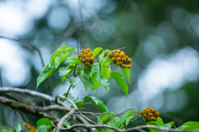 植物石岩枫树果