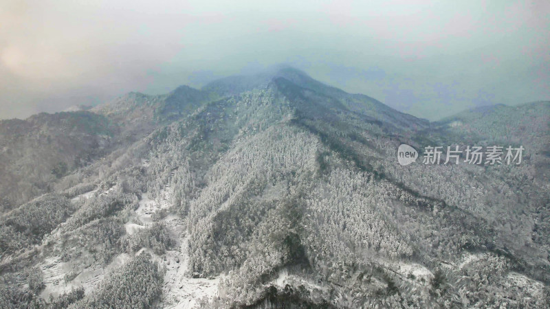 森林雪景