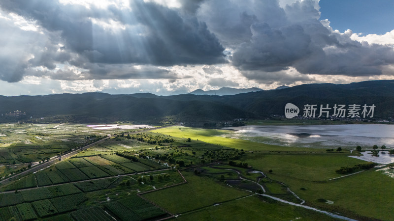 丽江拉市海湿地公园夏天的草地牛羊野鹤飞鸟