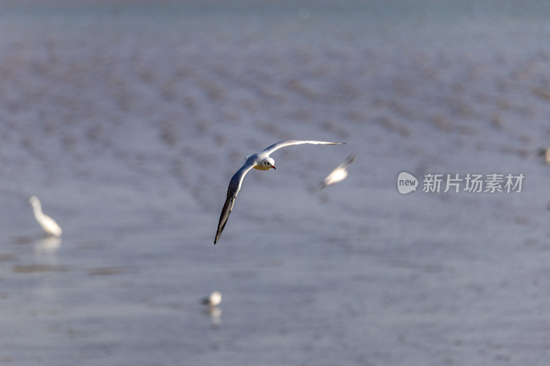 海鸥、红嘴鸥