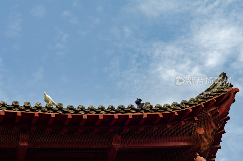 中国洛阳白马寺古建筑屋檐上的鸽子