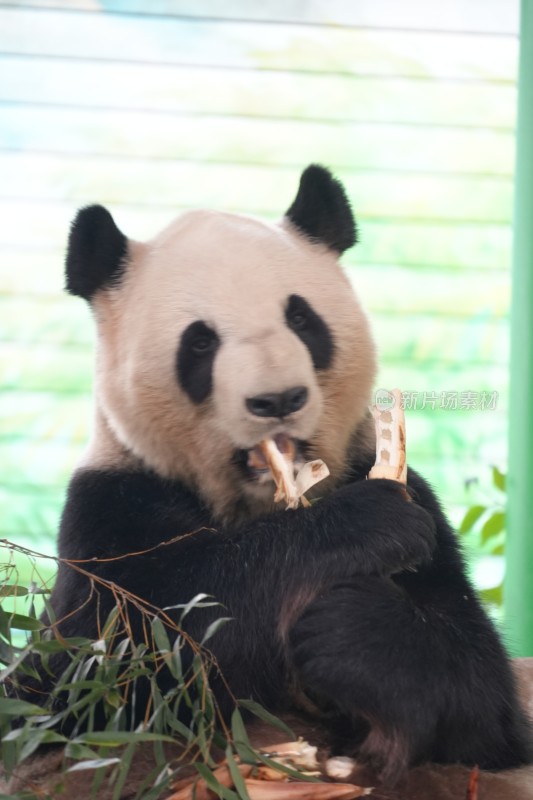 大熊猫坐卧进食竹子