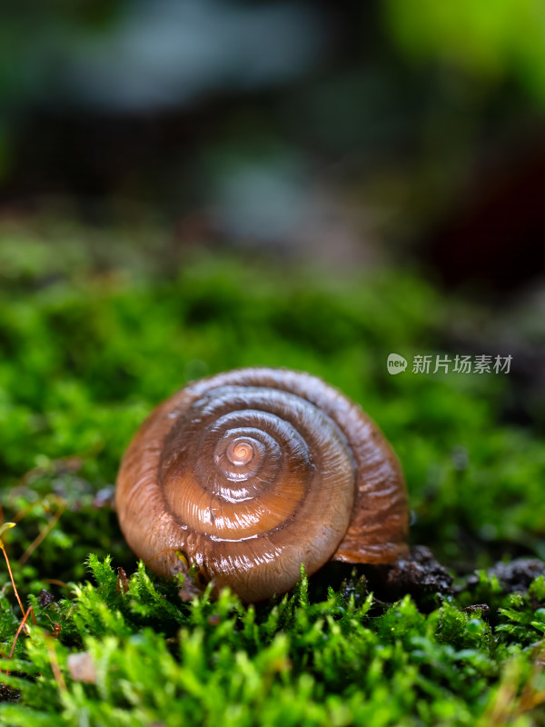 下雨天蜗牛缓慢爬行