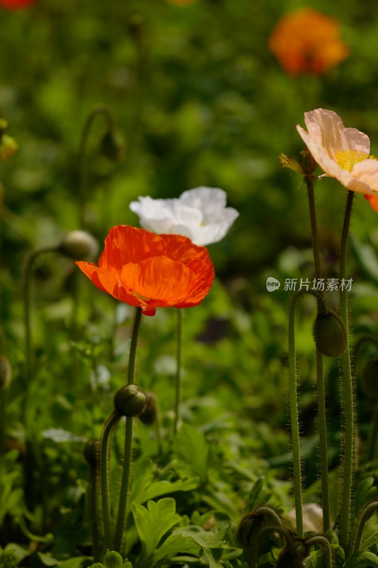 厦门园博苑大地花卉展虞美人花海