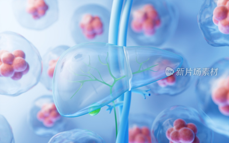 肝脏器官与生物医学3D渲染
