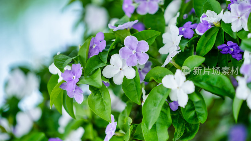 双色茉莉开花特写