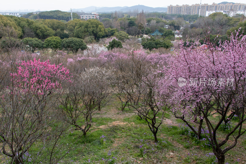 江苏无锡荣氏梅园春日繁花似锦