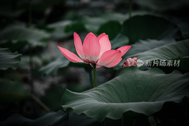 雨后荷花