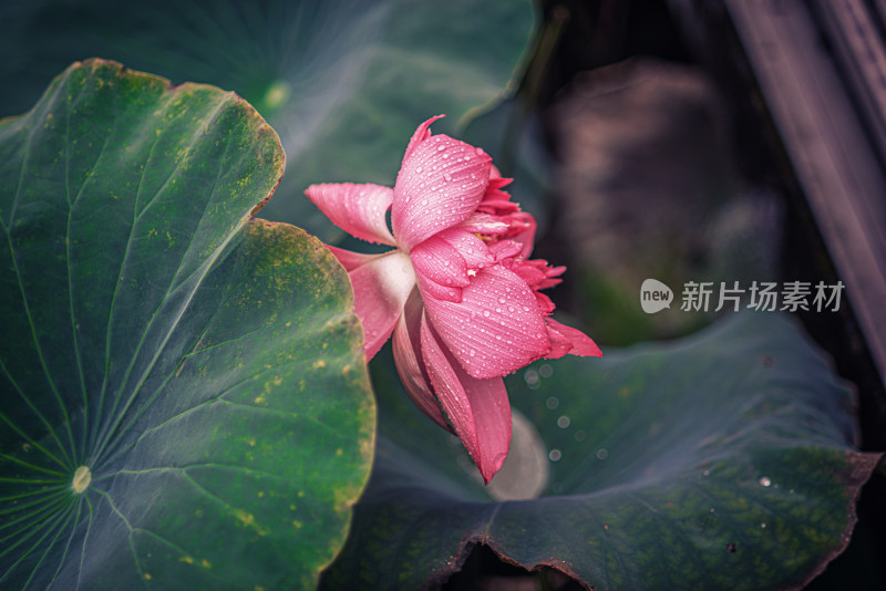 夏天雨后的荷花挂满水珠