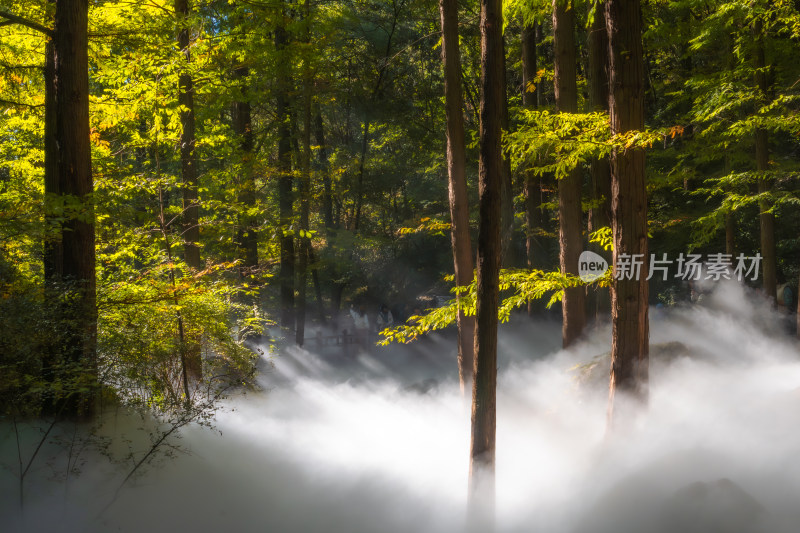 国家植物园水杉林 雾气 水雾 丁达尔 光影