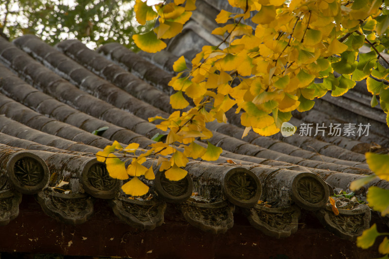 北京圆明园秋日古建筑屋檐与金黄银杏叶