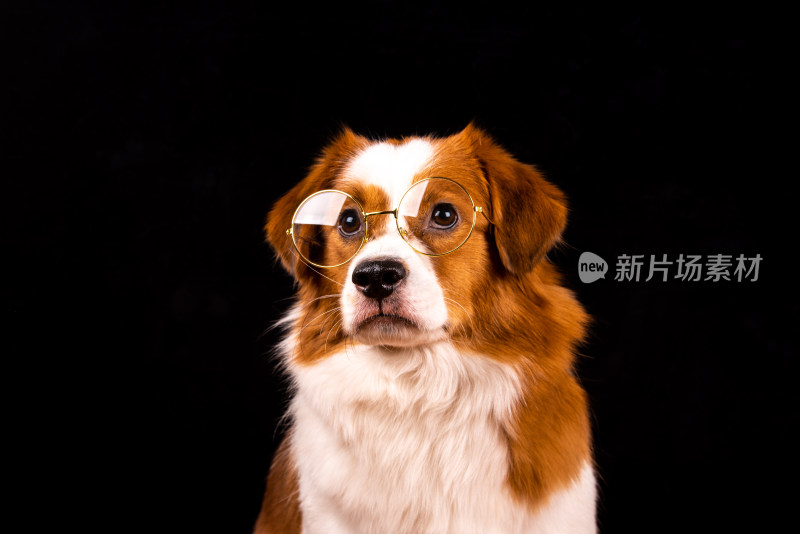 一只在拍肖像写真的牧羊犬宠物狗