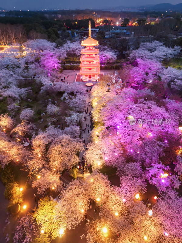 航拍东湖樱花园