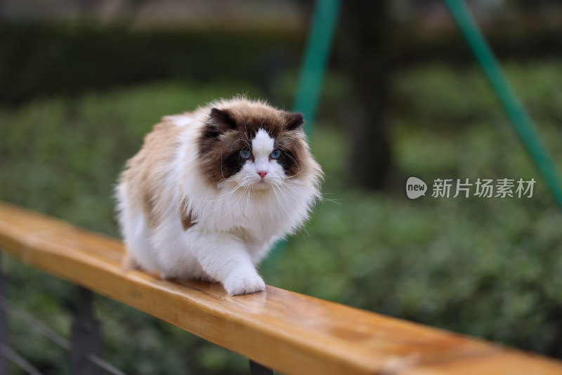 一只在栏杆上行走的布偶猫