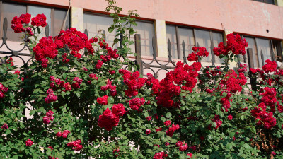街边的红蔷薇爬藤月季