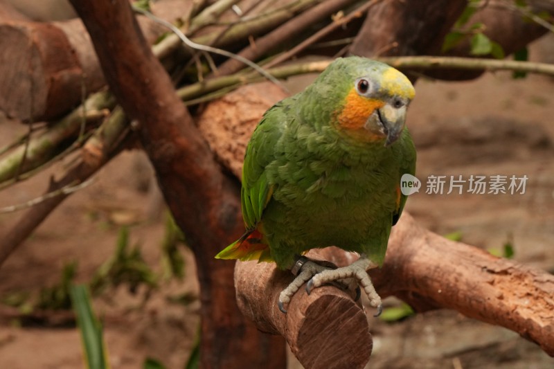 色彩艳丽的鹦鹉特写