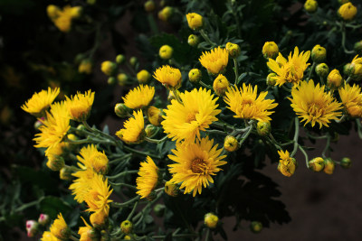 菊花鲜花实拍素材