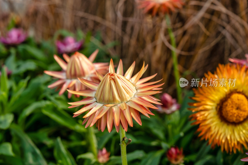 秋天的园林植物麦秆菊开花