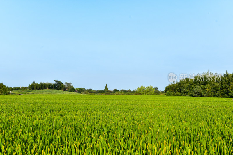 生长的的稻田稻穗,乡村经济