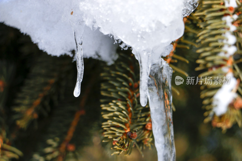 冰雪覆盖的松树枝头垂下冰柱