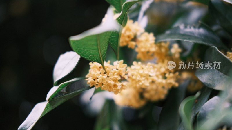 树枝上桂花的特写镜头