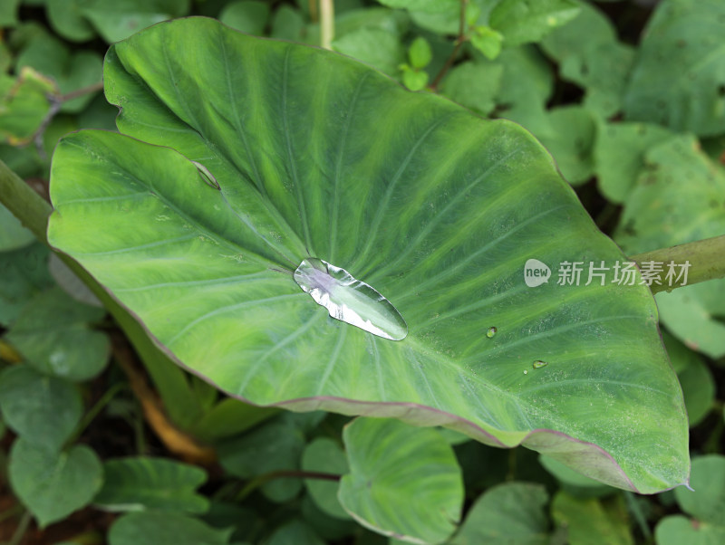 春天绿色的树叶叶子和上面的雨滴水滴露水