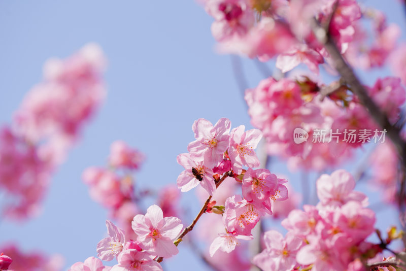 春日樱花季