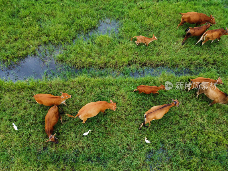 牧场草地上散养黄牛牛群的俯拍景象