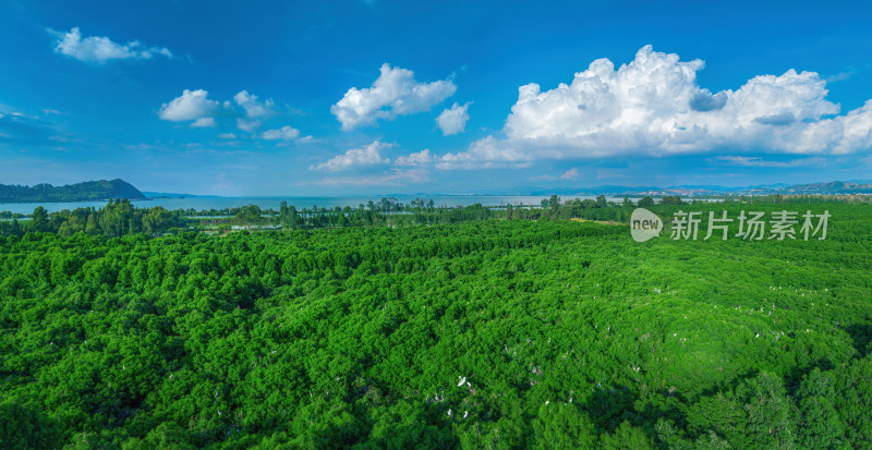 盛夏时节的晋宁南滇池国家湿地公园