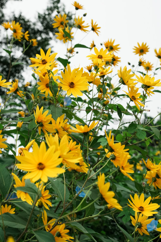 北京圆明园公园盛开的菊花