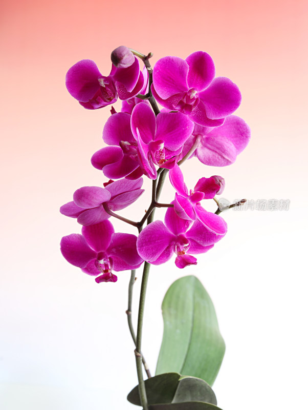 紫色的鲜花蝴蝶兰