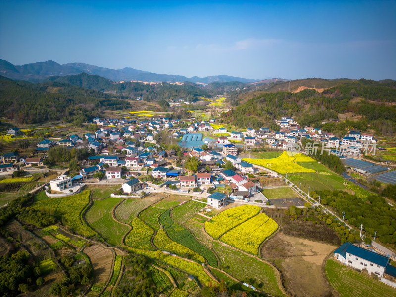 美丽乡村田园农业种植油菜花航拍图