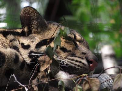 野生动物豹子猎豹猎食动物