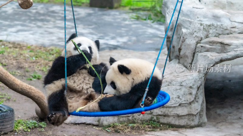 动物园大熊猫