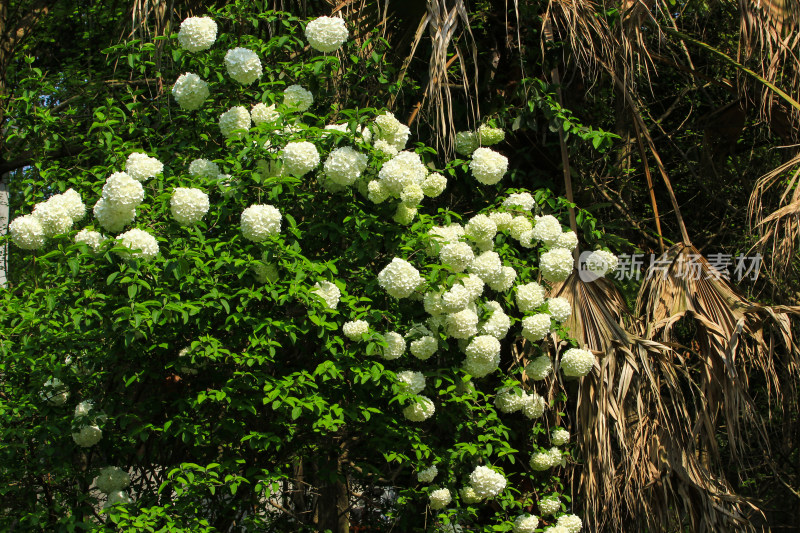 绿色植物绣球背景