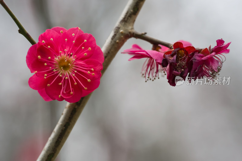 春天梅花盛开