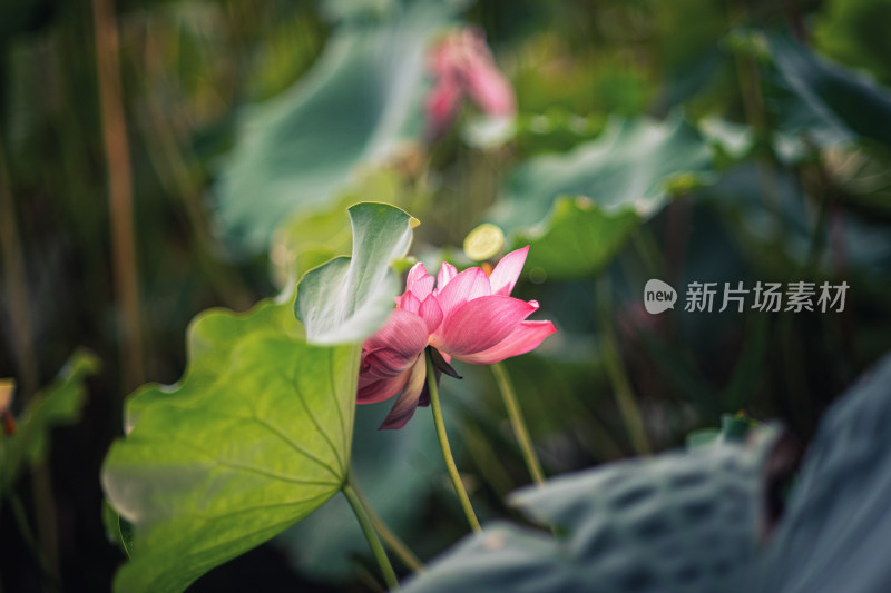 夏天雨后的荷花挂满水珠