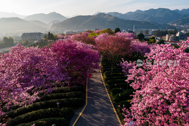 福建龙岩永福台品樱花茶园